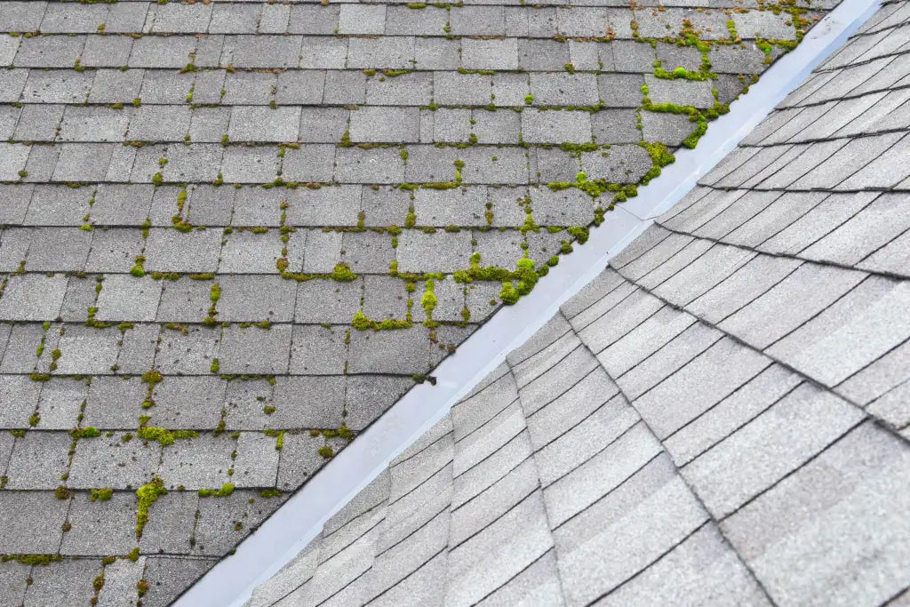 What Is Roof Moss?