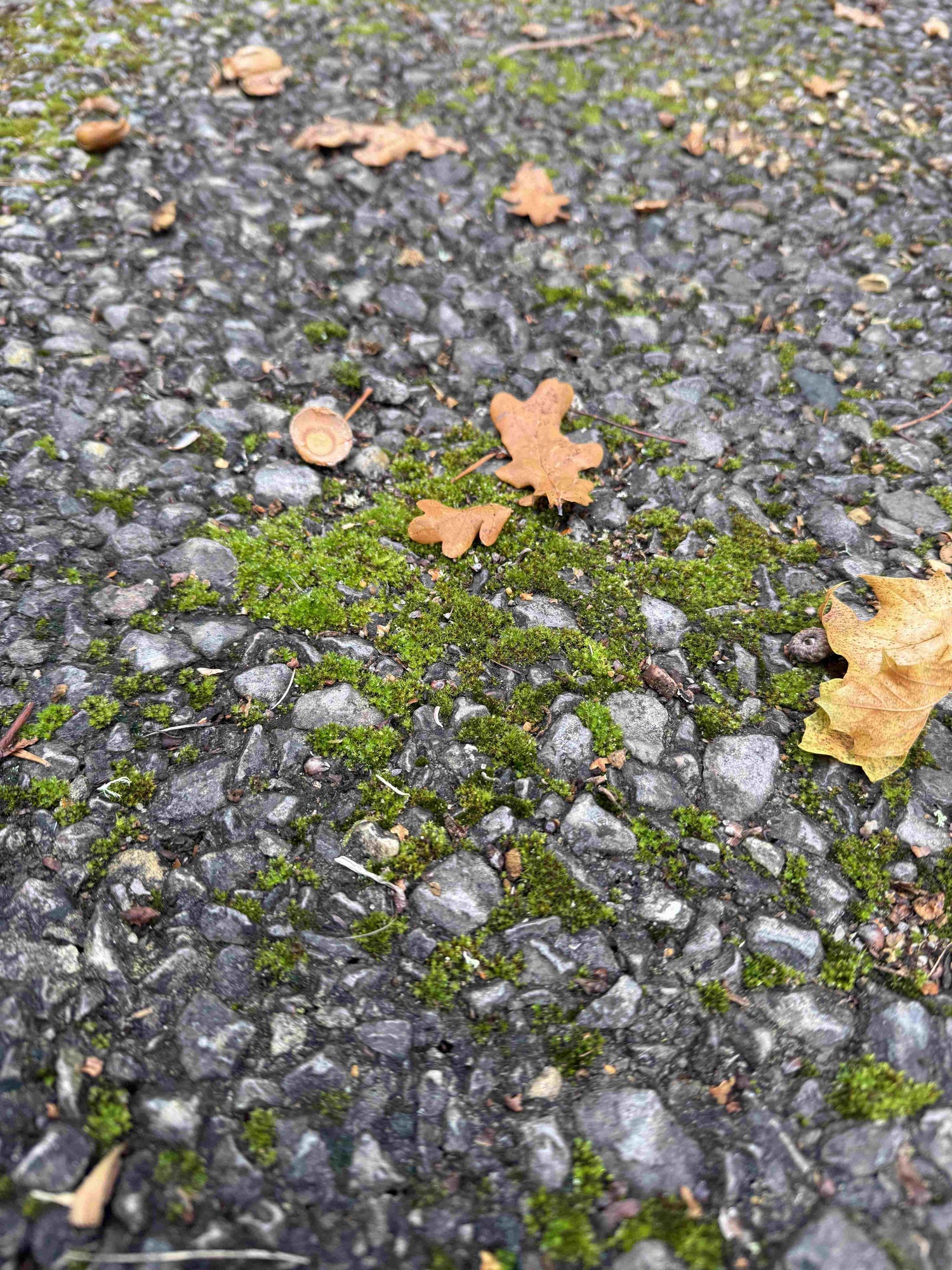 How to remove Moss?
