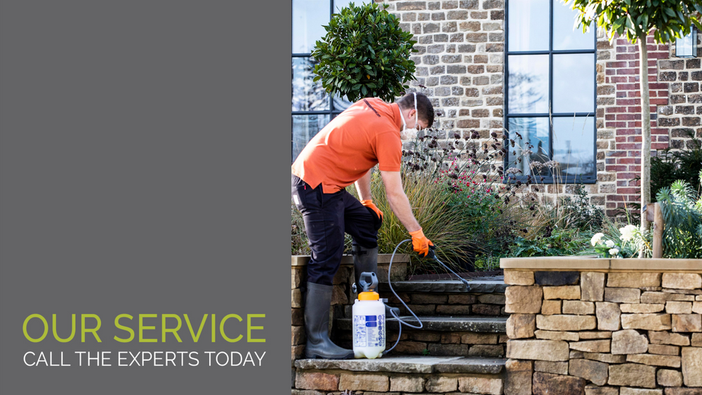 Patio Black Spot Removal Our Service